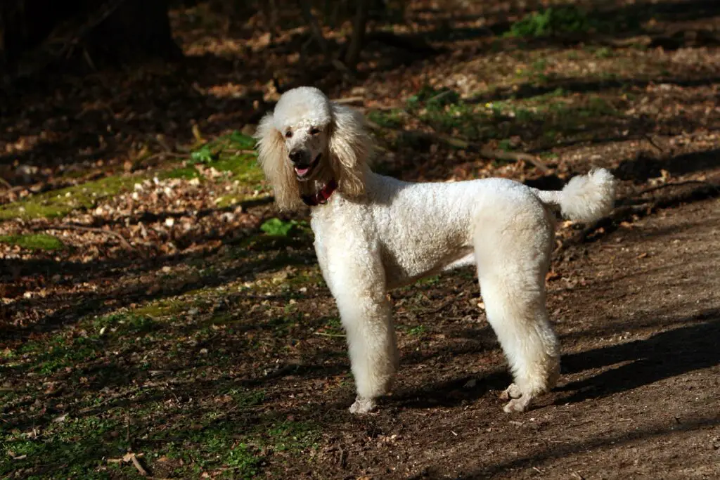 kleine middelgrote honden
