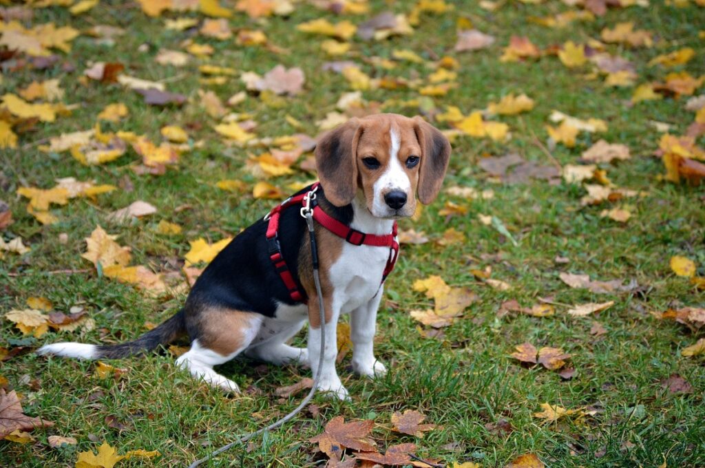 kleine kortharige honden
