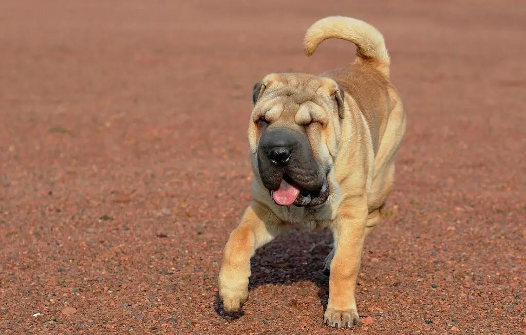 kleine tot middelgrote honden
