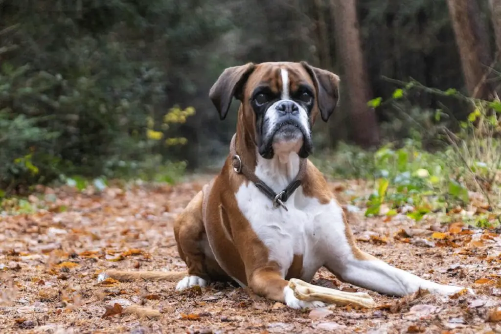 kleine tot middelgrote honden
