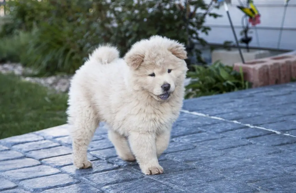 kleine tot middelgrote honden
