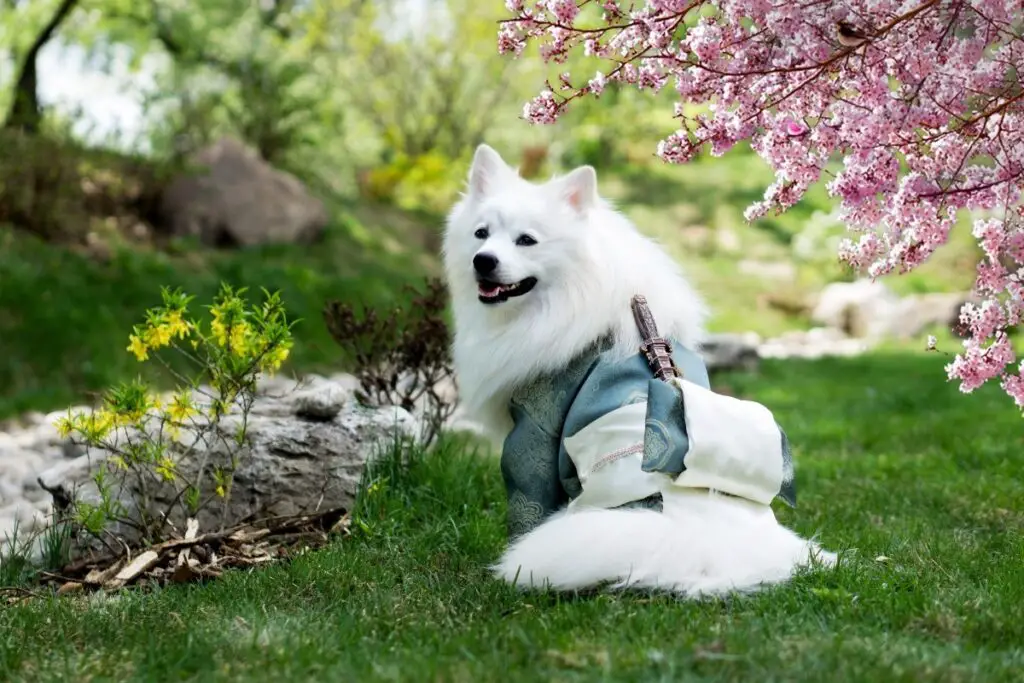 kleine witte pluizige hond
