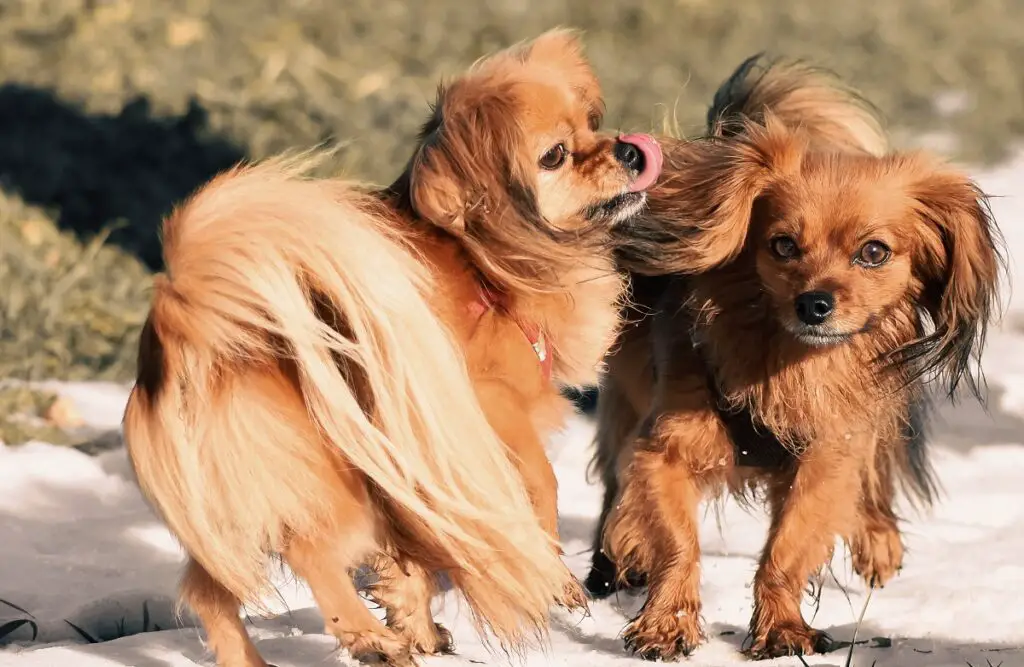 spaniël puppy's
