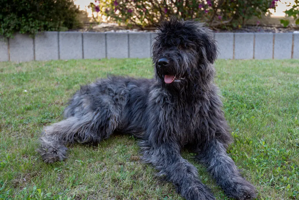 honden van speciale troepen
