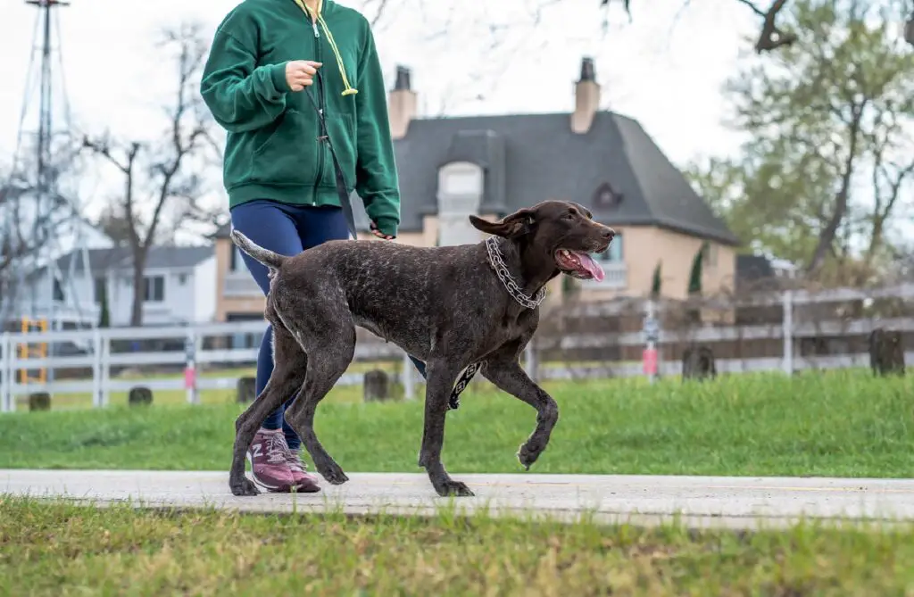 hond koel houden in de zomer