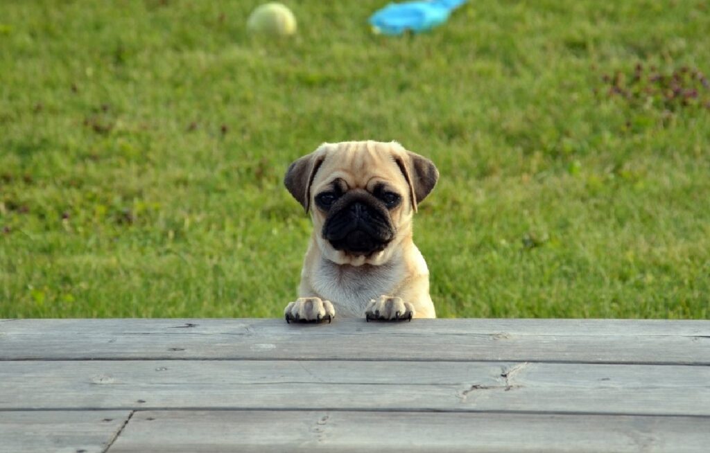 theekop honden
