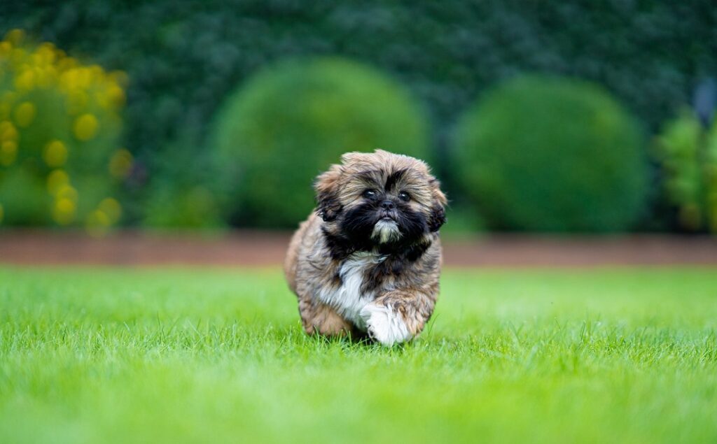 theekopje kleine donzige honden
