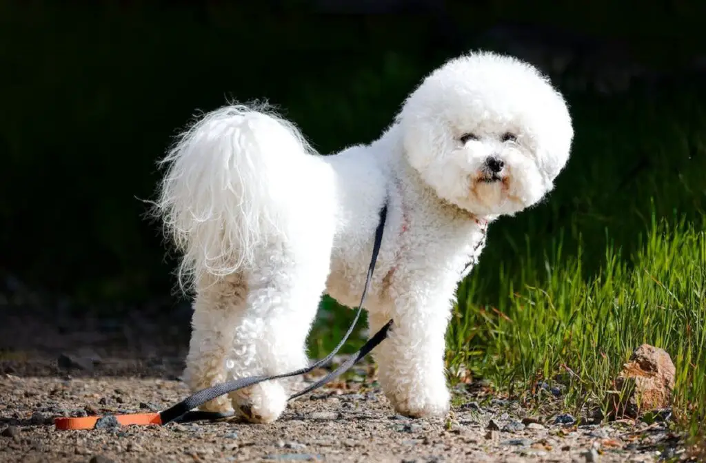 teddybeer hond
