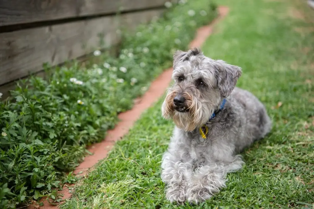 teddybeerhond volgroeid
