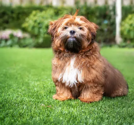 teddybeer honden
