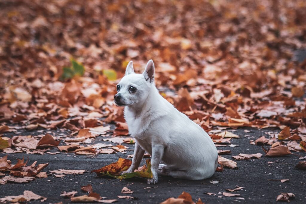 kleine witte hondenrassen
