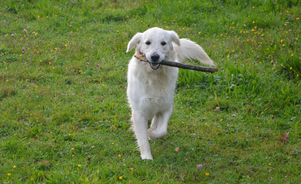 train de hond om in de tuin te blijven
