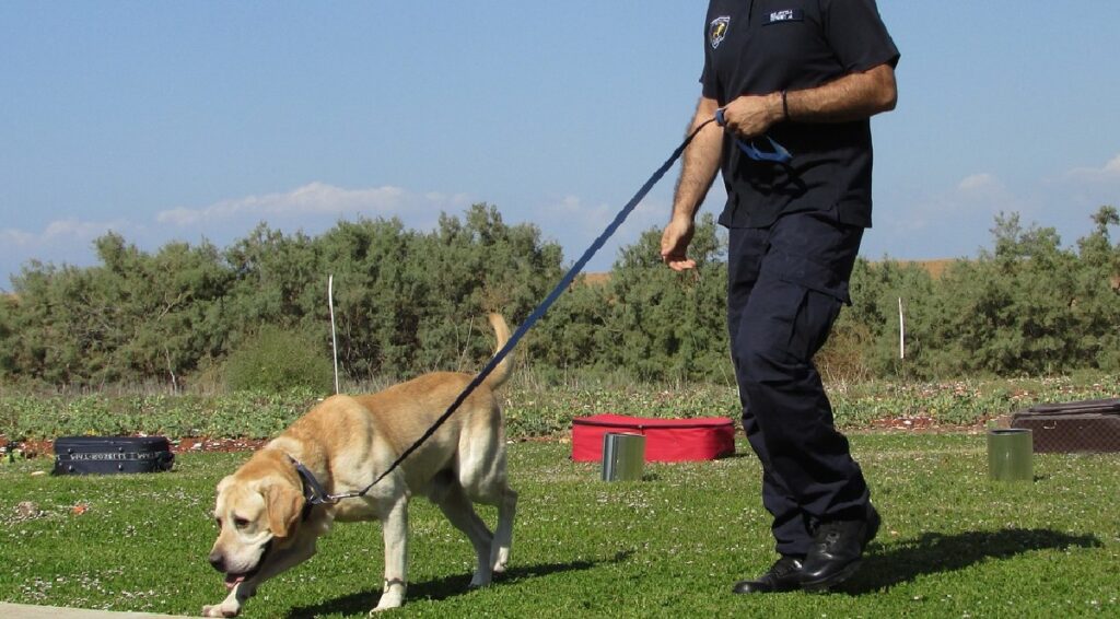 een hond trainen om in de tuin te blijven