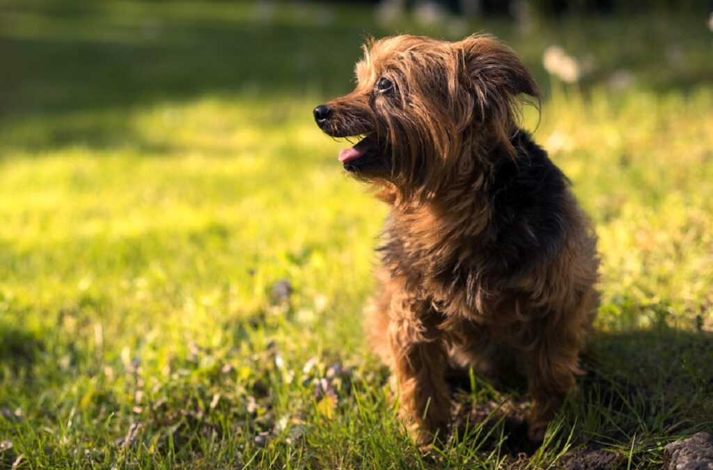 soorten doodle honden
