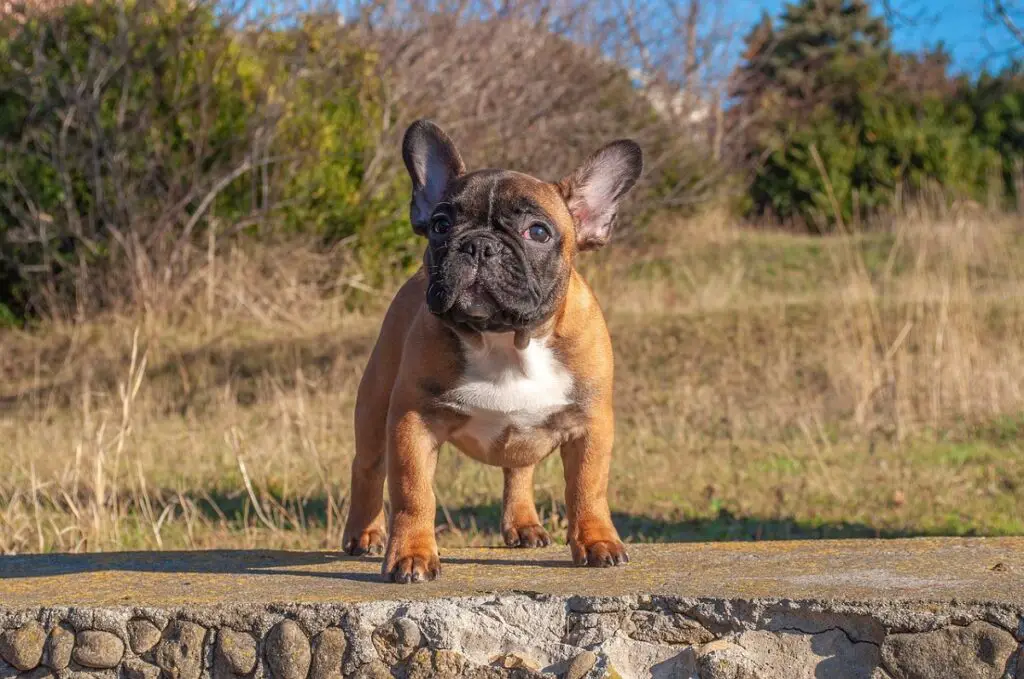 soorten Franse bulldog