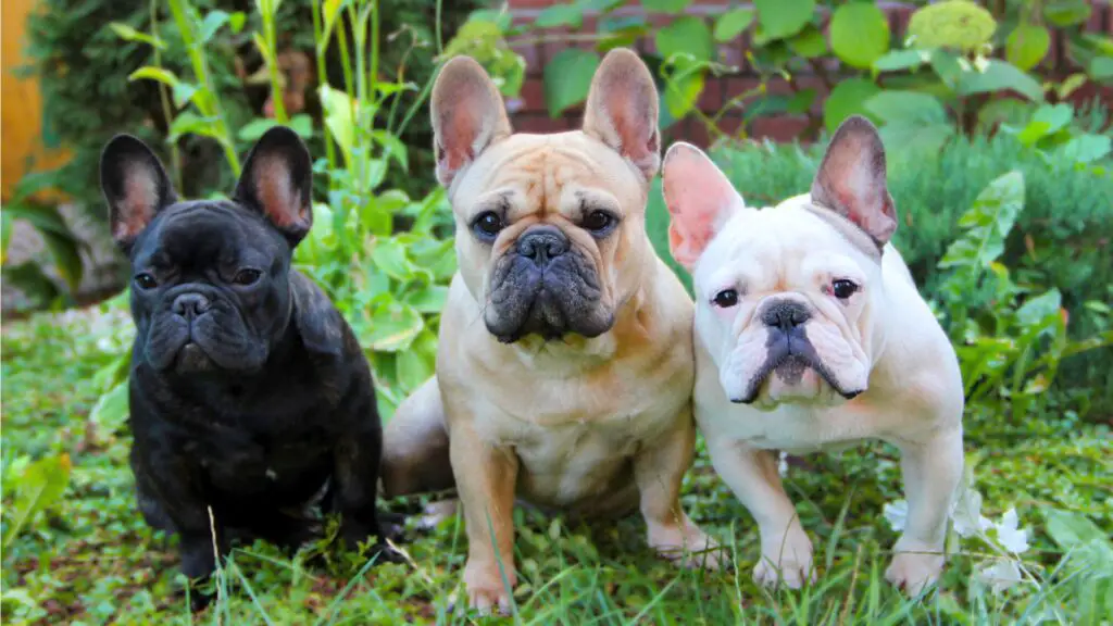 types of frenchies