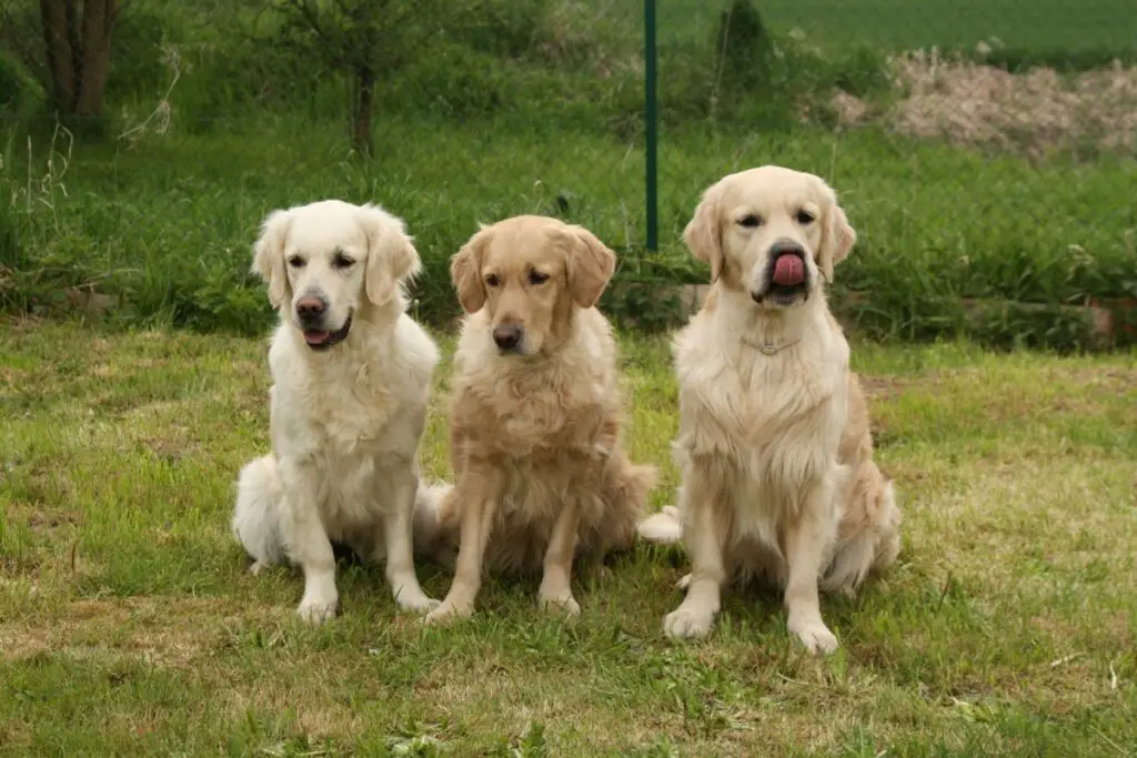 soorten golden retriever
