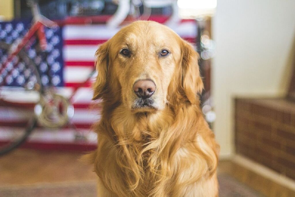 soorten golden retrievers
