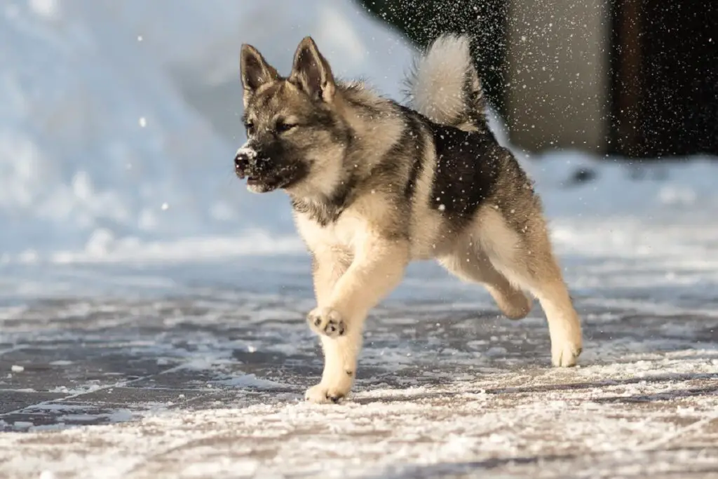 soorten Siberische husky's
