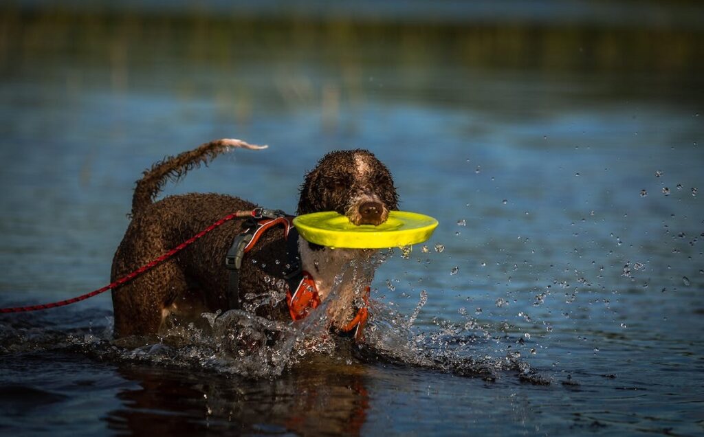 Waterhonden