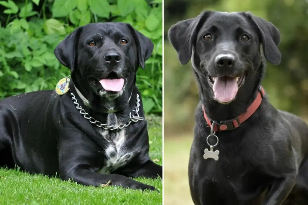 wat zijn de verschillende soorten labrador retrievers