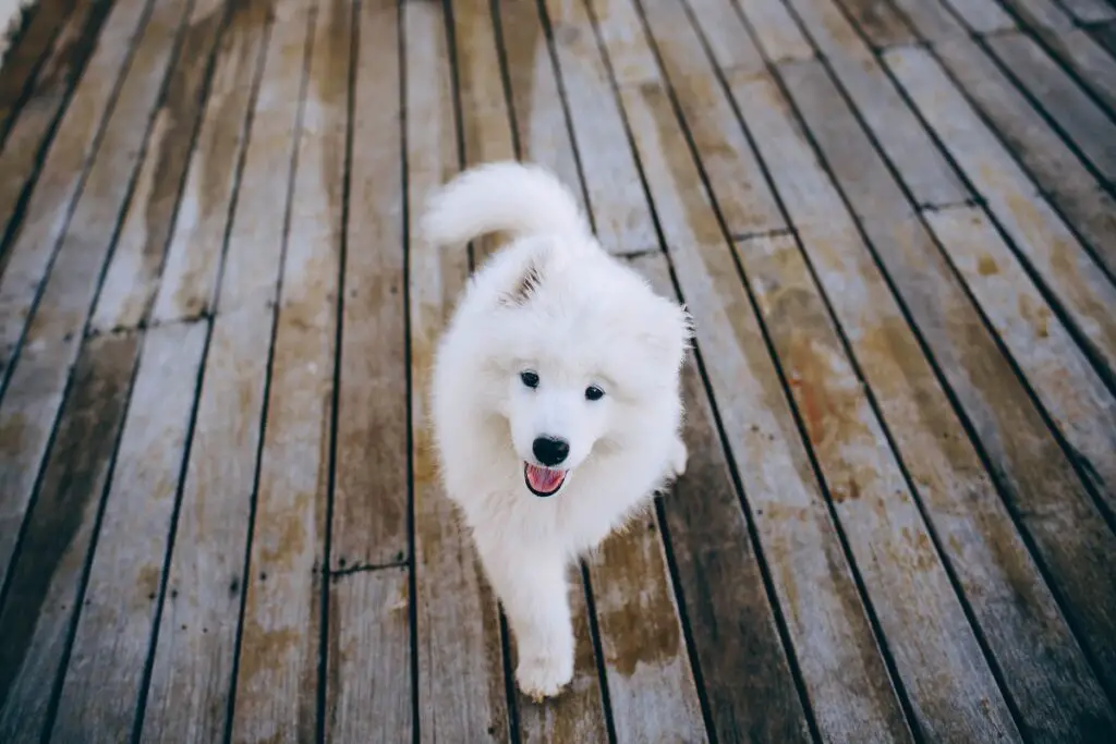 hoe zag de eerste hond eruit
