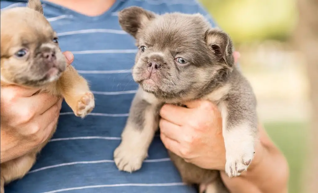 hoe ziet een franse bulldog eruit