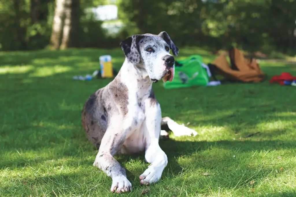 wat betekent merle bij honden
