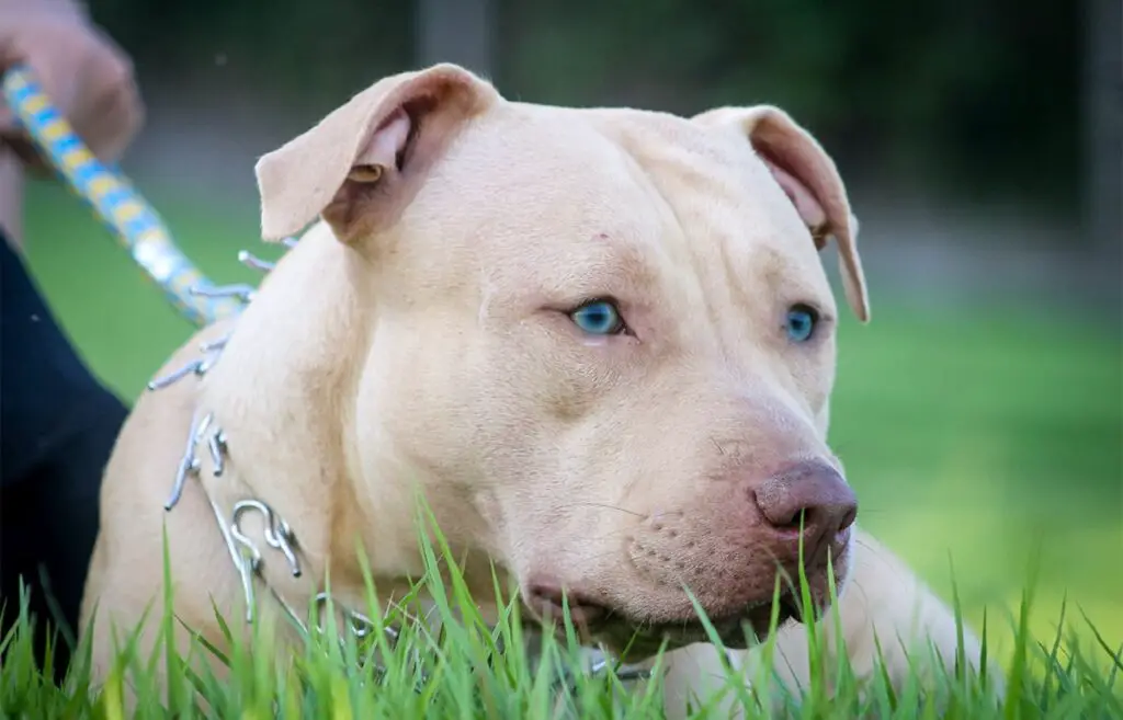 pitbull met blauwe ogen
