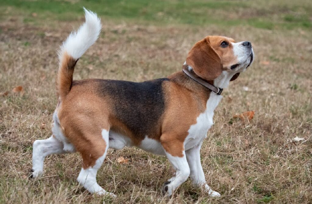 welke hond heeft de minste gezondheidsproblemen
