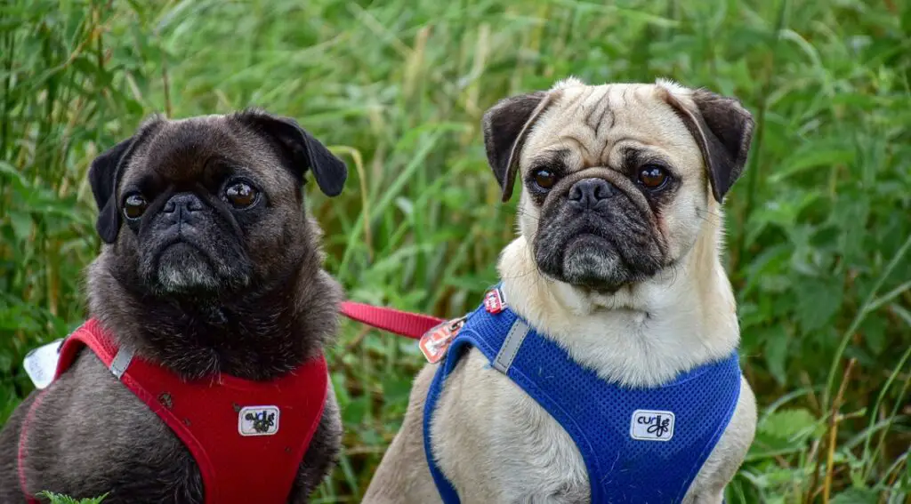 welke honden blaffen het minst
