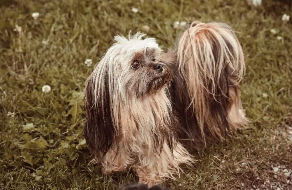 welke honden kunnen evenwichtshulphonden zijn