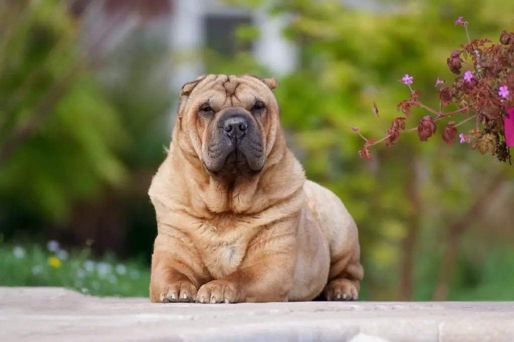 welke honden blaffen niet
