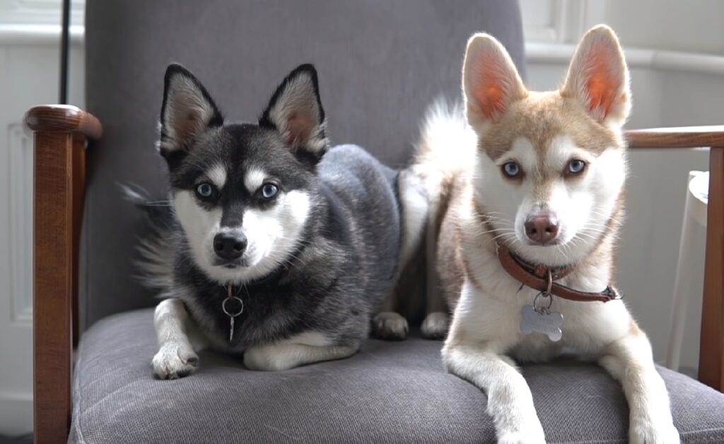 welke honden hebben blauwe ogen
