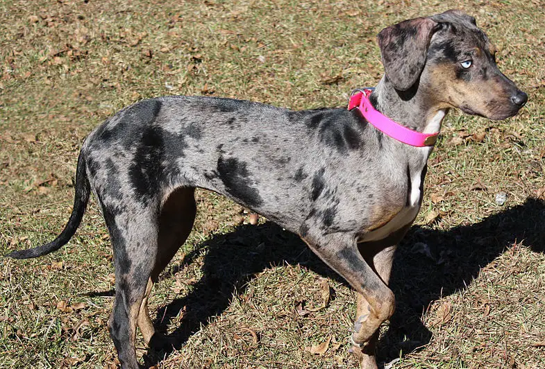 wat is een blue merle hond