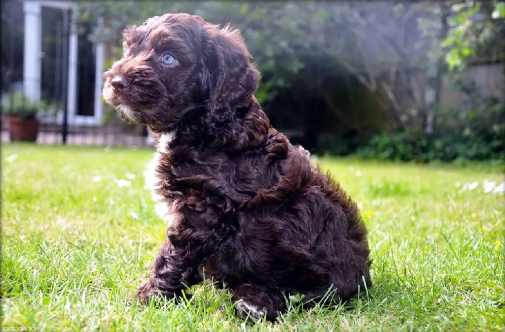 wat is een teddybeerhond
