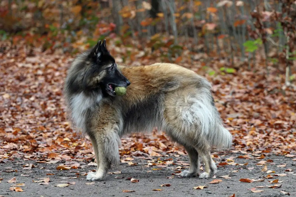 wat wordt beschouwd als een grote hond
