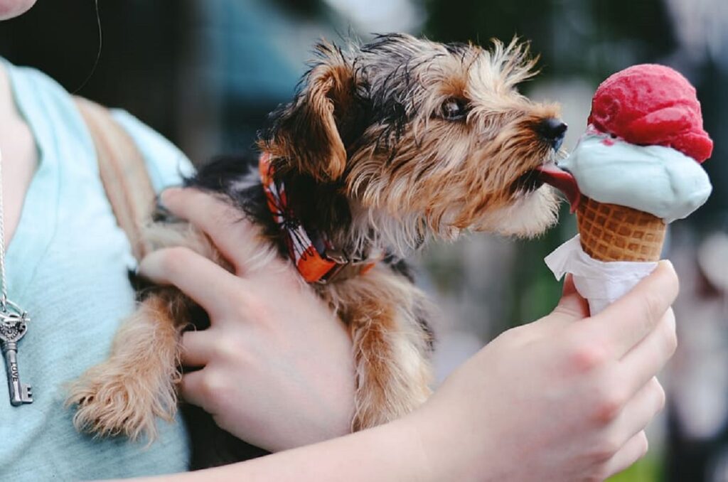 wat te doen met honden bij warm weer
