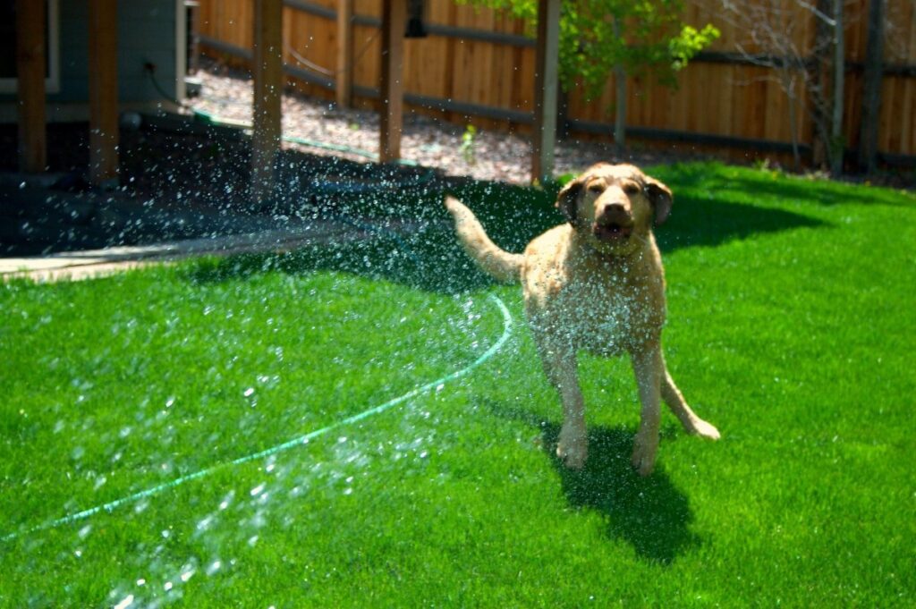 wat te doen met honden bij warm weer
