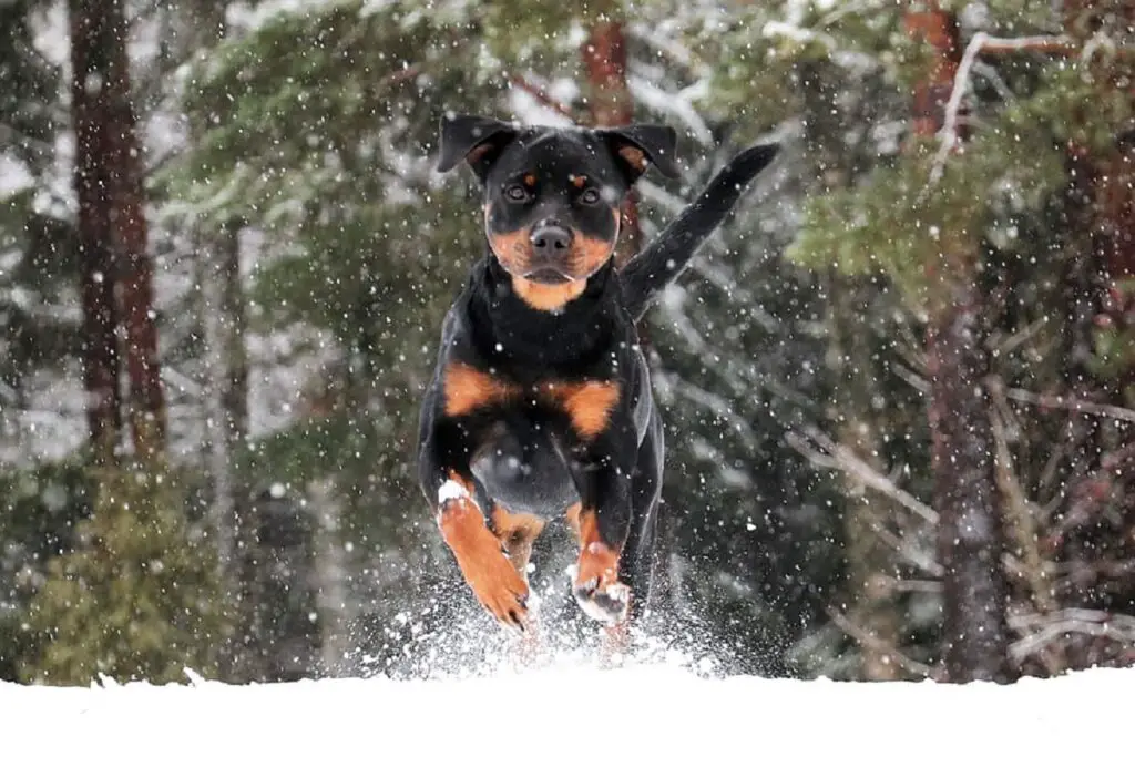 gevaarlijkste honden voor mensen
