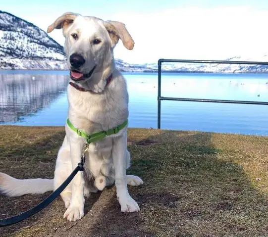 witte hond uit Alaska