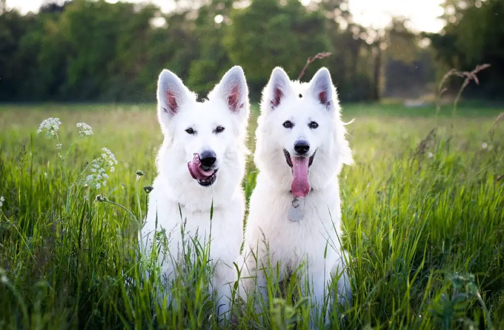 witte pluizige hond
