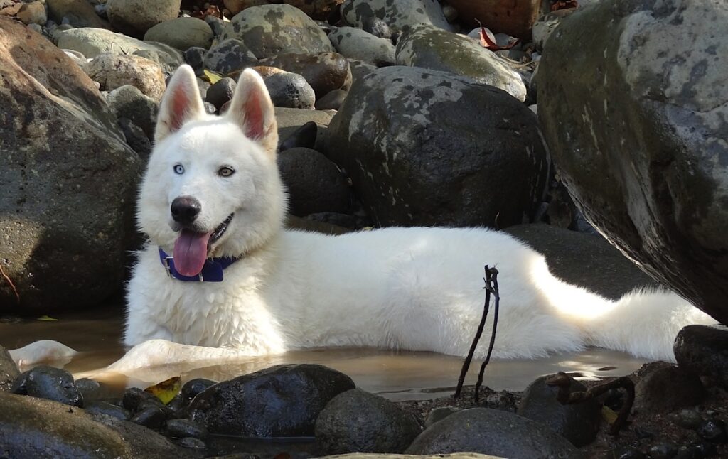 witte wolf Siberische husky
