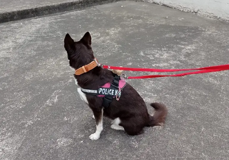 trainingslijnen voor honden die trekken