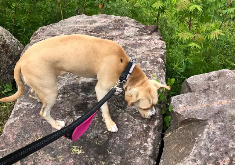 beste lijnen voor grote honden die trekken