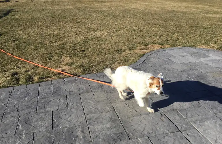 riem voor honden die trekken