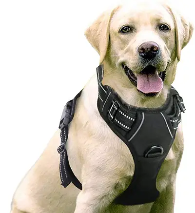 1734601820 765 Rabbitgoo Dog Harness review