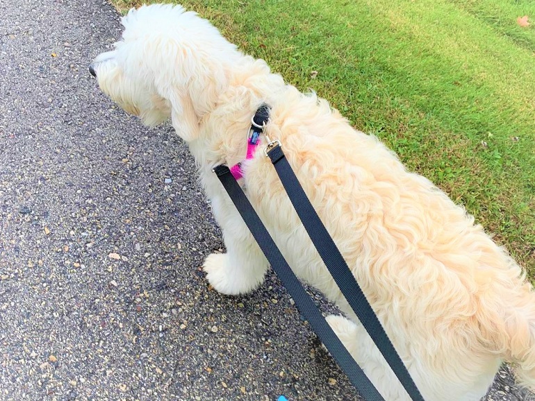 beste halsband voor honden die trekken