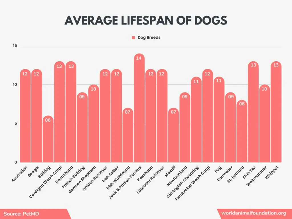 statistieken over honden