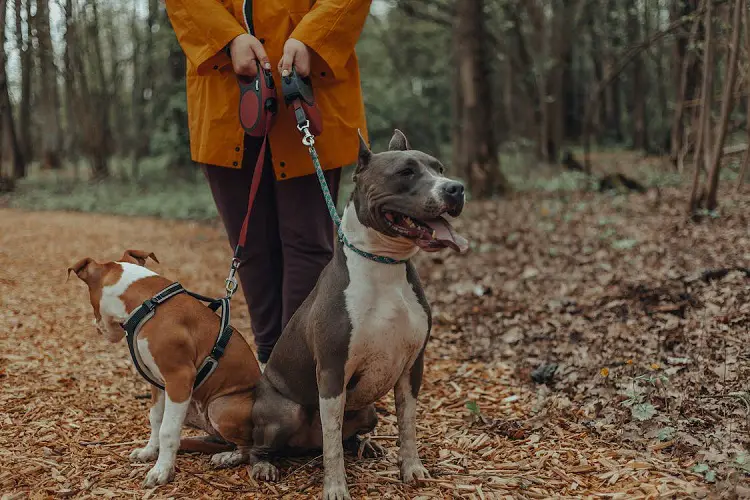 hoeveel honden zijn er